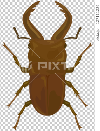Stag beetle illustration vector material Stag beetle illustration vector material 127111226