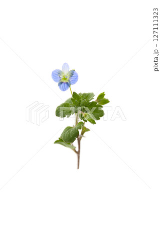 ベロニカの花、白バック 127111323