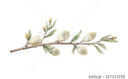 Willow blossom branch in a nostalgic Easter theme. Realistic hand drawn watercolor artwork with fine details. Perfect for card design. Ideal for festive decor and nature inspired holiday artwork. 127111339