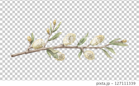 Willow blossom branch in a nostalgic Easter theme. Realistic hand drawn watercolor artwork with fine details. Perfect for card design. Ideal for festive decor and nature inspired holiday artwork. 127111339