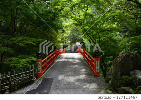 京都の西国十五番霊場今熊野観音寺の初夏の風景 127111467