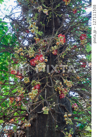 インドの沙羅双樹の花 インドの沙羅双樹の花 127111508
