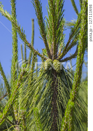 実を付け始めた松の木 松ぼっくり 127111698