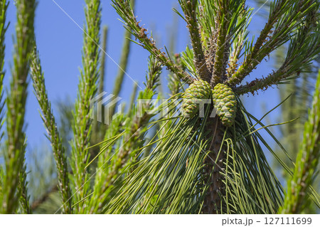 実を付け始めた松の木 松ぼっくり 127111699