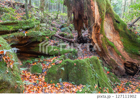屋久島国立公園　色づいた落葉と神が宿る森(秋 127111902