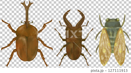Summer insects illustration set 127111913
