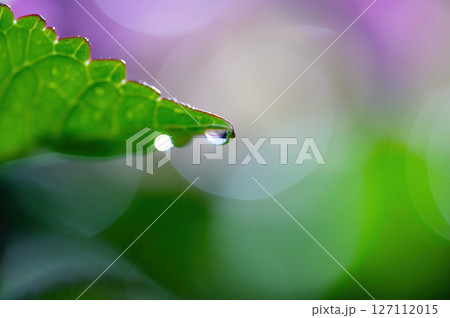 雨上がりの紫陽花 雨上がりの紫陽花 127112015
