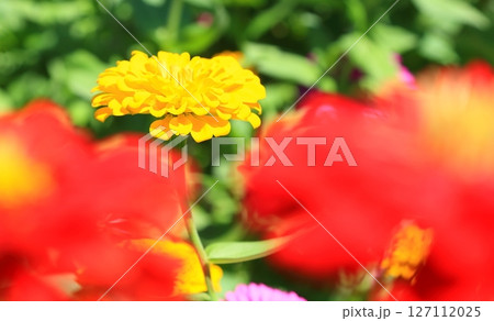 ジニアの花 ジニアの花 127112025