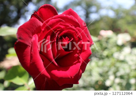 屋外で撮影したバラ 屋外で撮影したバラ 127112064