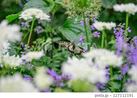 花の蜜を吸うアゲハ蝶 花の蜜を吸うアゲハ蝶 127112191