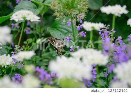 花の蜜を吸うアゲハ蝶 花の蜜を吸うアゲハ蝶 127112192