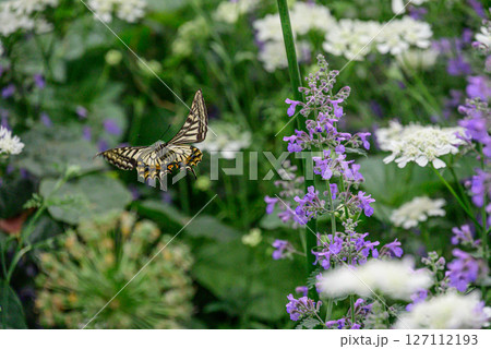 花園を飛び回るアゲハ蝶 花園を飛び回るアゲハ蝶 127112193