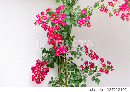 白壁と赤色の薔薇の花 127112195