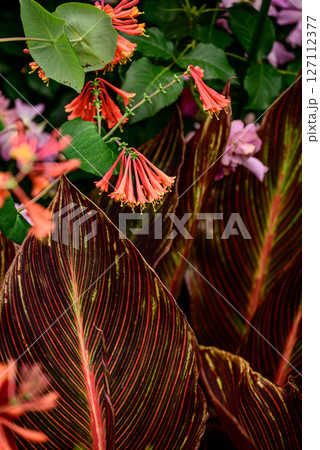 カラフルな葉 127112377