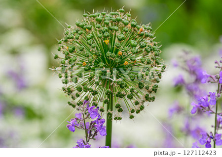 アリウムのクローズアップ 127112423