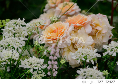 白い花に囲まれた橙色のバラの花 127112427