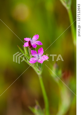 野原撫子(のはらなでしこ) 野原撫子(のはらなでしこ) 127112643