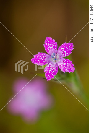 野原撫子(のはらなでしこ) 127112644