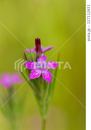 野原撫子(のはらなでしこ) 127112651