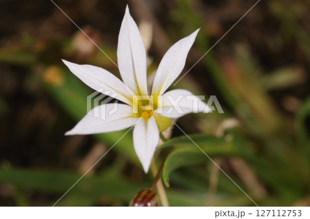 自然 植物 セッカニワゼキショウ、中心が黄色を帯びる白い花。一センチほどで六裂する筒状花 自然 植物 セッカニワゼキショウ、中心が黄色を帯びる白い花。一センチほどで六裂する筒状花 127112753