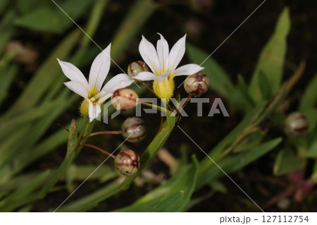 自然　植物　セッカニワゼキショウ、花と果実。果実は数ミリの球形、果実と花が同時についています 127112754