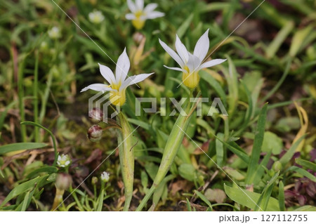 自然　植物　セッカニワゼキショウ、ニワゼキショウより小柄。芝生の庭などに群生します 127112755