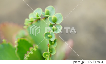 子宝草の可愛い芽 子宝草の可愛い芽 127112861