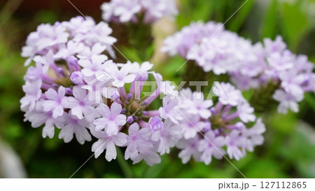 美しい宿根バーベナの花 127112865