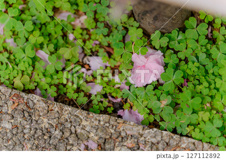 落ちた八重桜の花 127112892