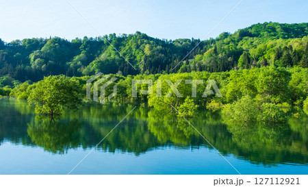 白川湖の水没林 127112921