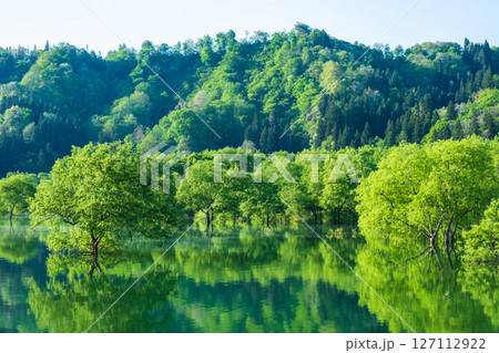 白川湖の水没林 127112922