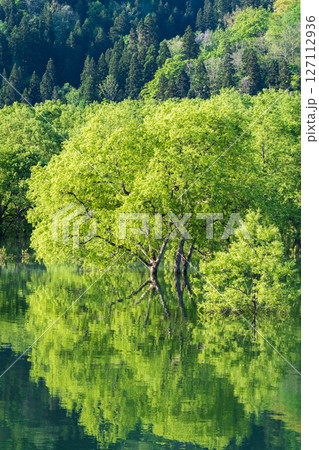 白川湖の水没林 127112936