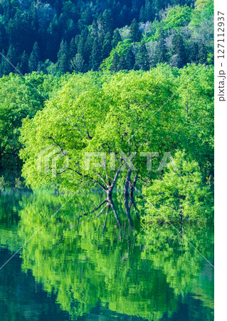 白川湖の水没林 127112937
