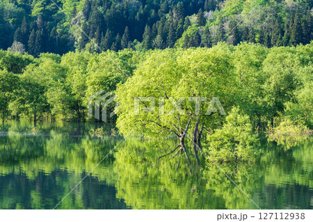 白川湖の水没林 127112938