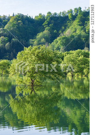 白川湖の水没林 127112983