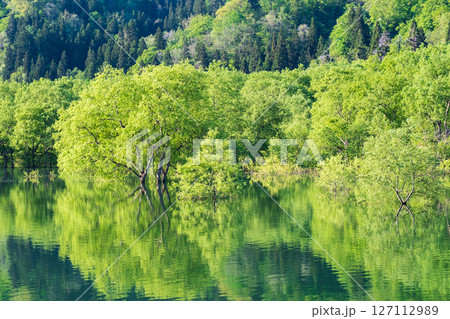 白川湖の水没林 白川湖の水没林 127112989