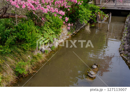 満開のキクモモとカメ 満開のキクモモとカメ 127113007