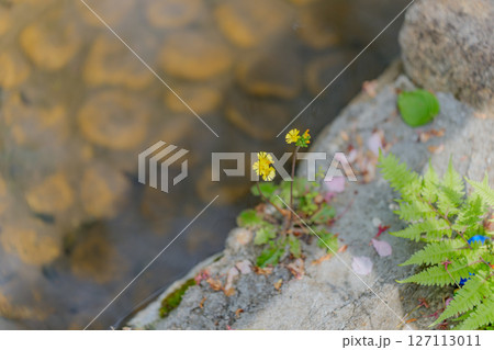 水べりに咲くオニタビラコ 127113011