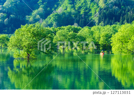 白川湖の水没林 127113031