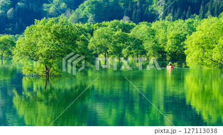 白川湖の水没林 127113038