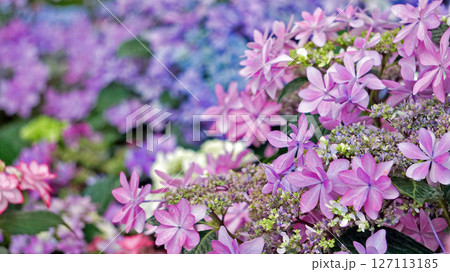 美しいピンクのアジサイの花 美しいピンクのアジサイの花 127113185