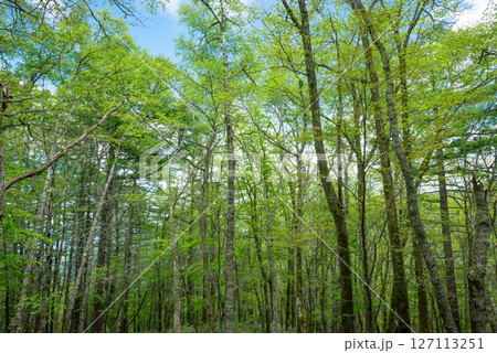 新緑のカラマツ林 127113251