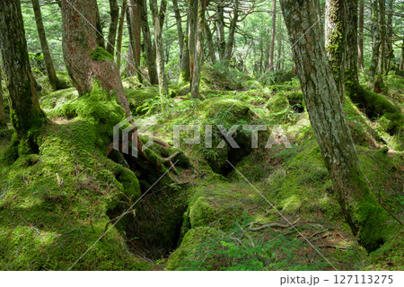 苔の森、白駒の池、もののけの森 苔の森、白駒の池、もののけの森 127113275