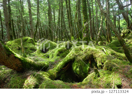 苔の森、白駒の池、もののけの森 127113324