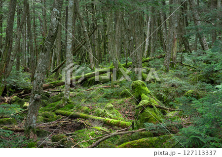 苔の森、白駒の池 苔の森、白駒の池 127113337