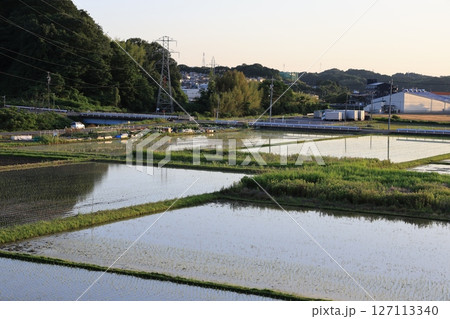6月の田植えが始まった日本の田園風景の夕暮れ 127113340