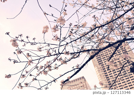 都会で咲いた桜 都会で咲いた桜 127113346