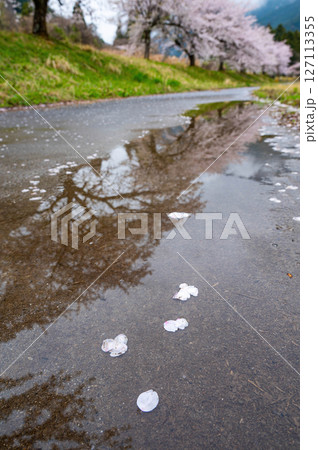 水たまりの桜 水たまりの桜 127113355