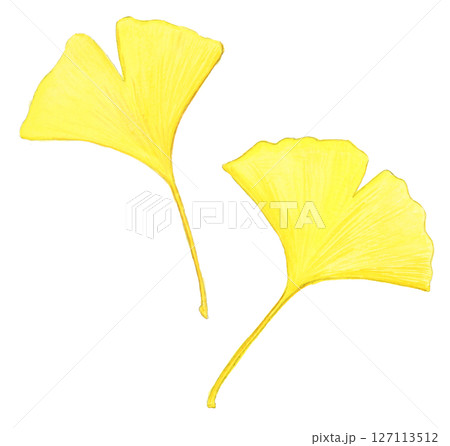 手描き水彩の紅葉した銀杏の葉のイラスト(秋・植物素材) 手描き水彩の紅葉した銀杏の葉のイラスト(秋・植物素材) 127113512