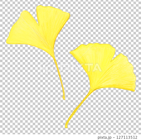 手描き水彩の紅葉した銀杏の葉のイラスト(秋・植物素材) 手描き水彩の紅葉した銀杏の葉のイラスト(秋・植物素材) 127113512